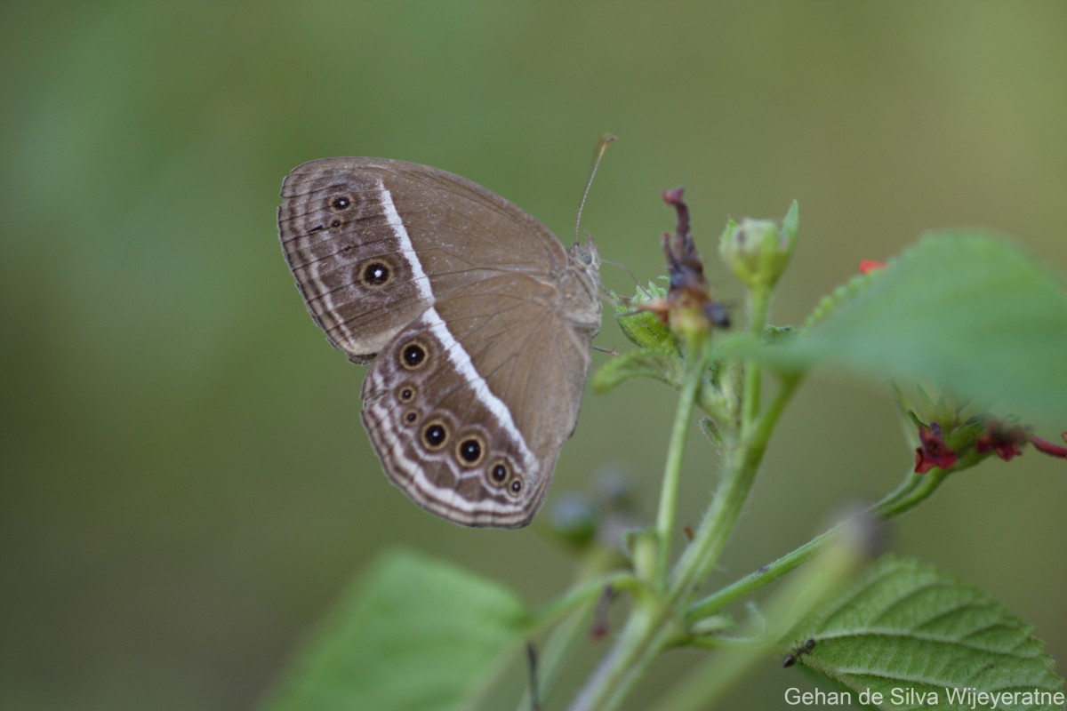 Mycalesis perseus Fabricius, 1775